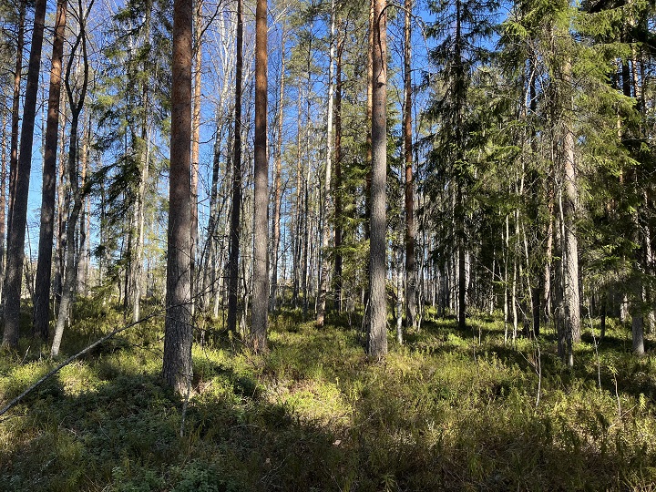 Maisemakuva