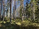 valokuva